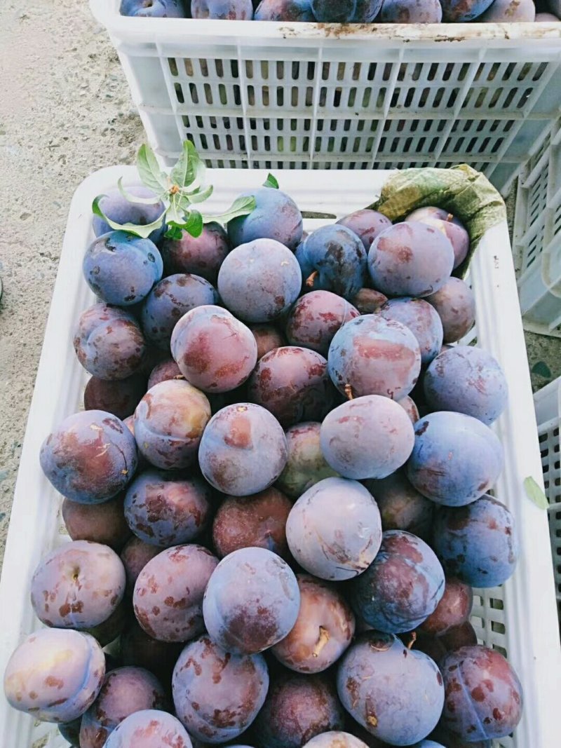 大量有黑李系列水果，黑布林，黑宝石已上市面积大口感鲜脆可
