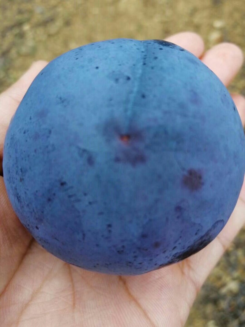 大量有黑李系列水果，黑布林，黑宝石已上市面积大口感鲜脆可