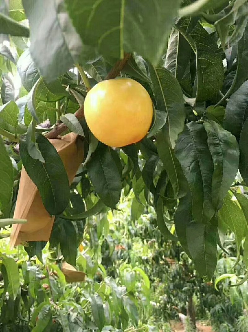 蒙阴蜜桃