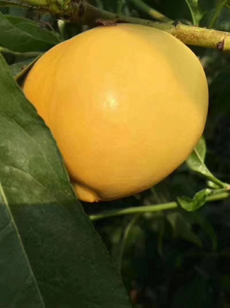 蒙阴蜜桃