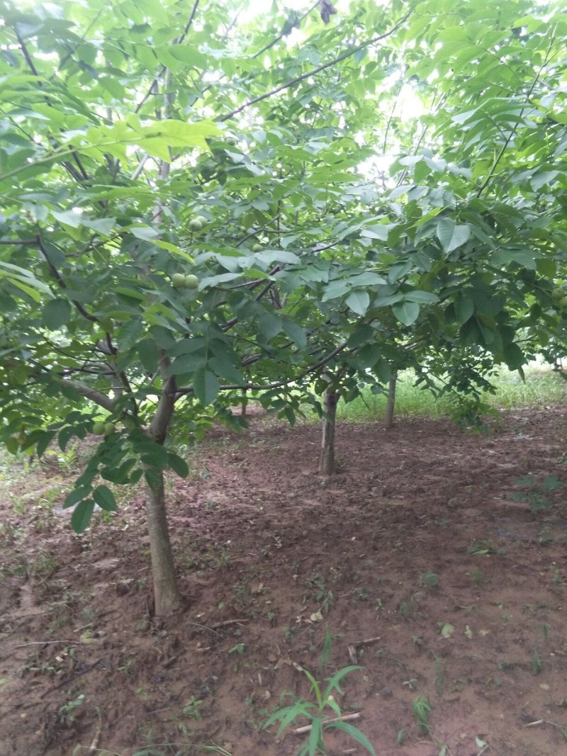 青皮核桃