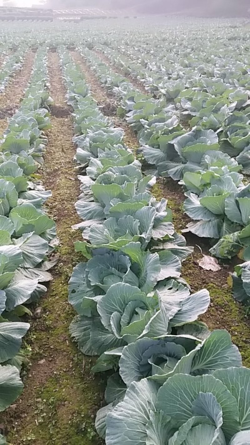 甘篮京丰奥奇娜质量好耐运输市场优品！！