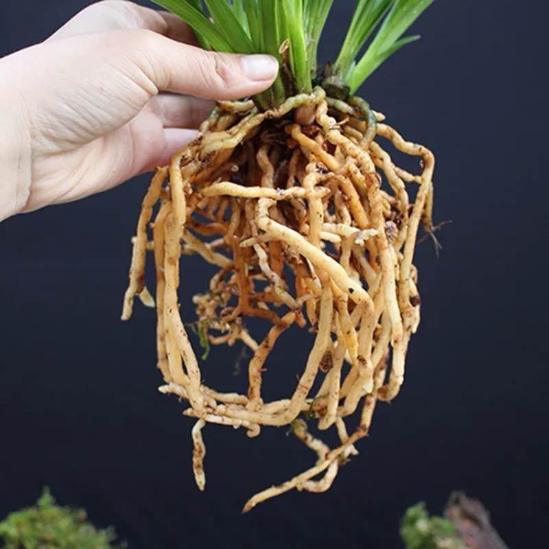 大花惠兰处理，直接可以下单包邮
