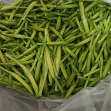 售黄花菜苗