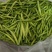 售黄花菜苗