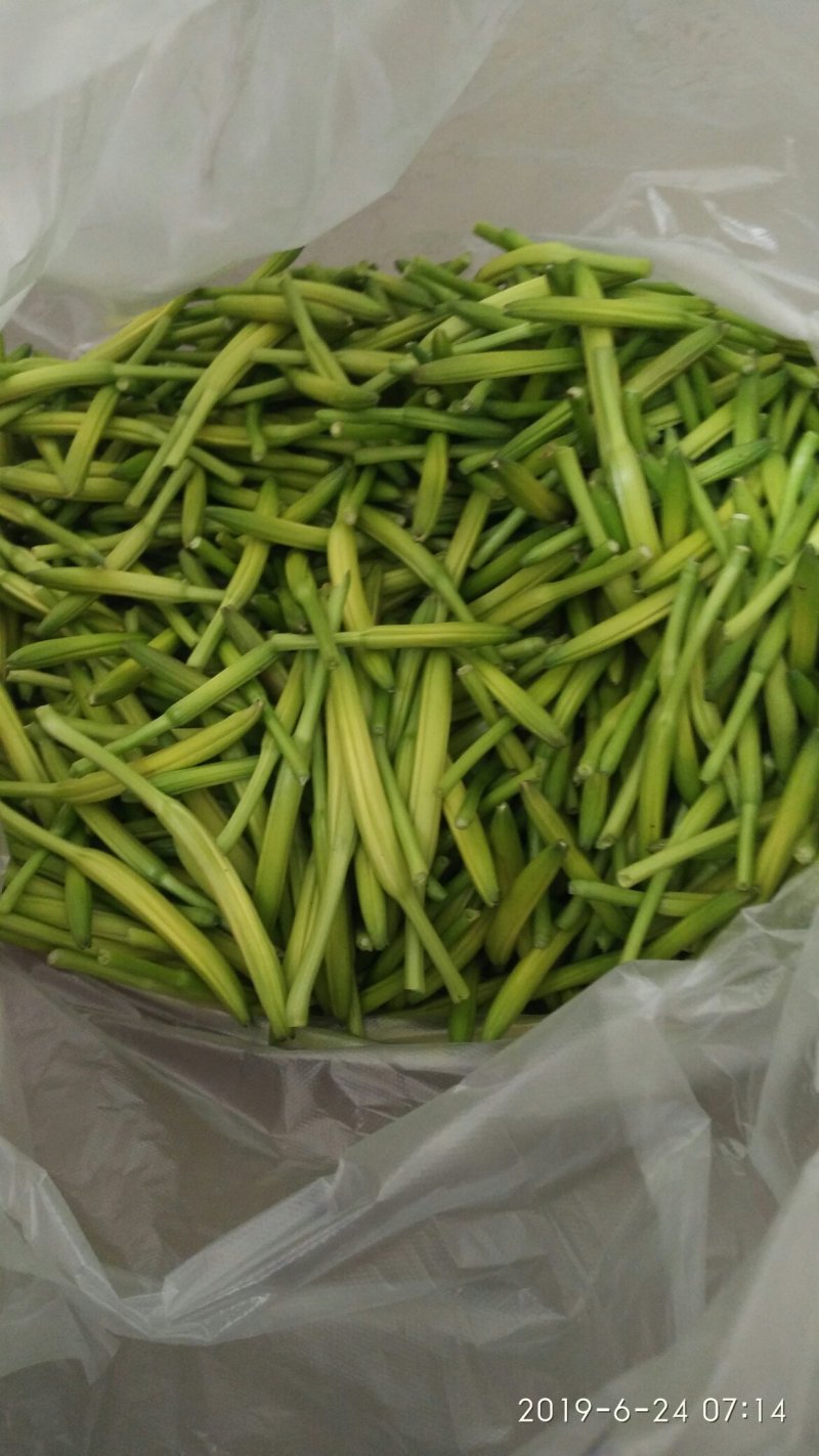 售黄花菜苗