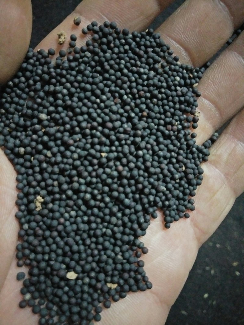 汉中油菜籽，油色金黄，全脂含油41，水份8点，香味浓郁。