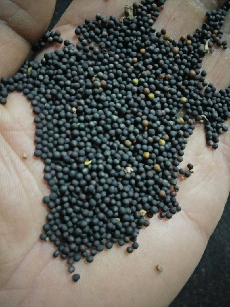汉中油菜籽，油色金黄，全脂含油41，水份8点，香味浓郁。