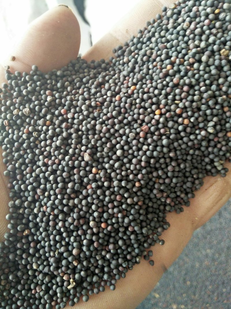 汉中油菜籽，油色金黄，全脂含油41，水份8点，香味浓郁。