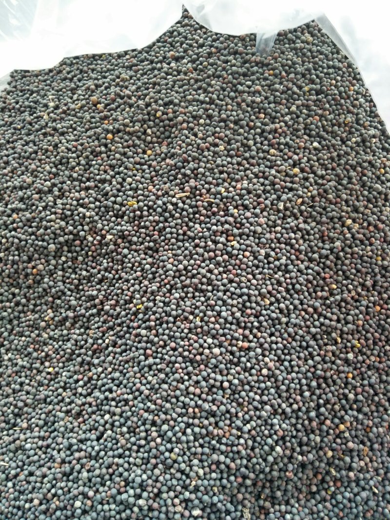 汉中油菜籽，油色金黄，全脂含油41，水份8点，香味浓郁。