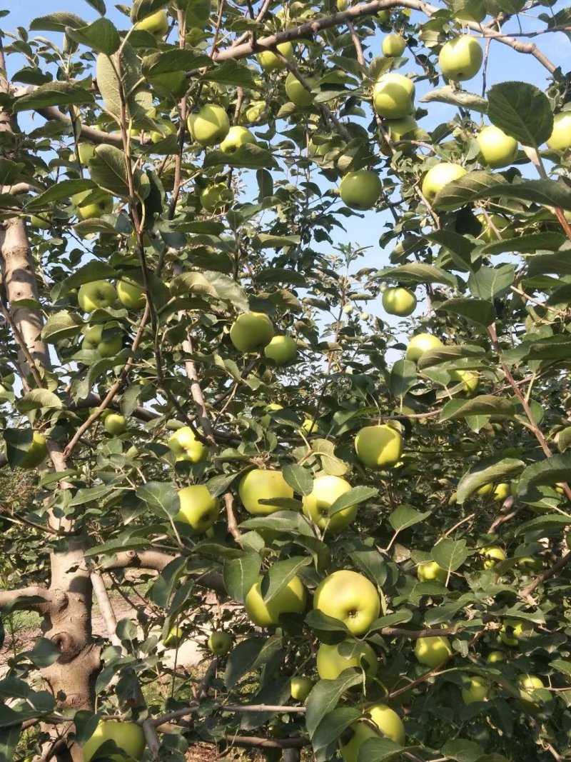 晨阳苹果