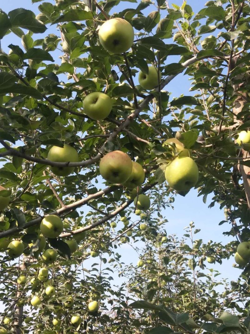 晨阳苹果
