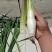 双季茭白带壳，高瓜，美人茭白，高笋，早茭白，