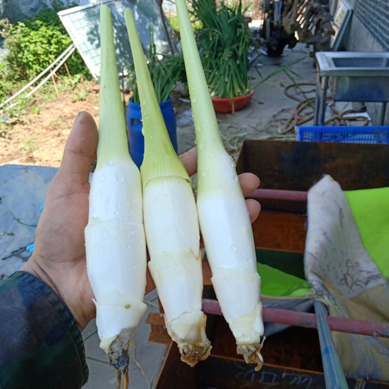 双季茭白带壳，高瓜，美人茭白，高笋，早茭白，