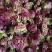 玫瑰花茶干山东平阴玫瑰干花瓣小花瓣玫瑰花茶花瓣碎