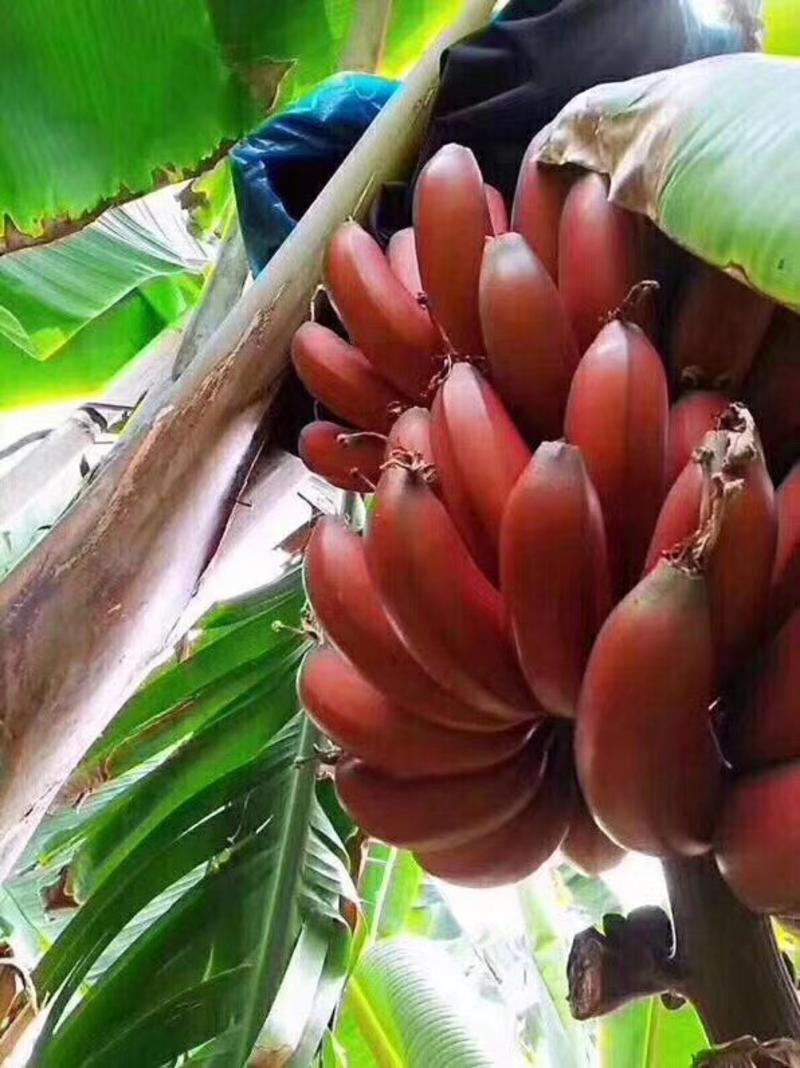 红香蕉自己来产地拉量大从优保质保量