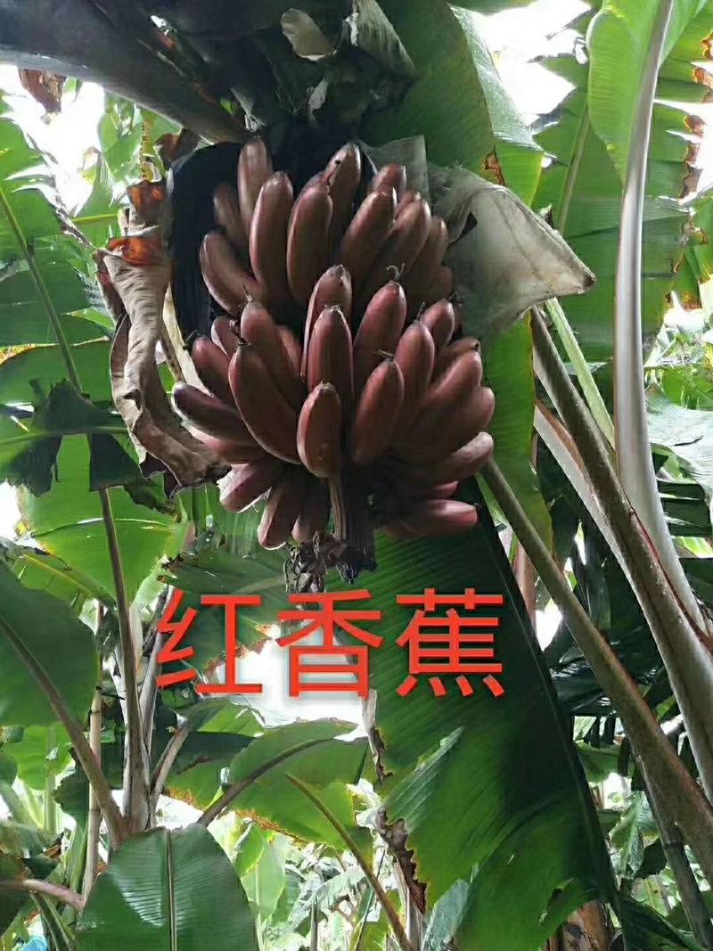 红香蕉自己来产地拉量大从优保质保量