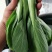 优选精品油菜大量上市