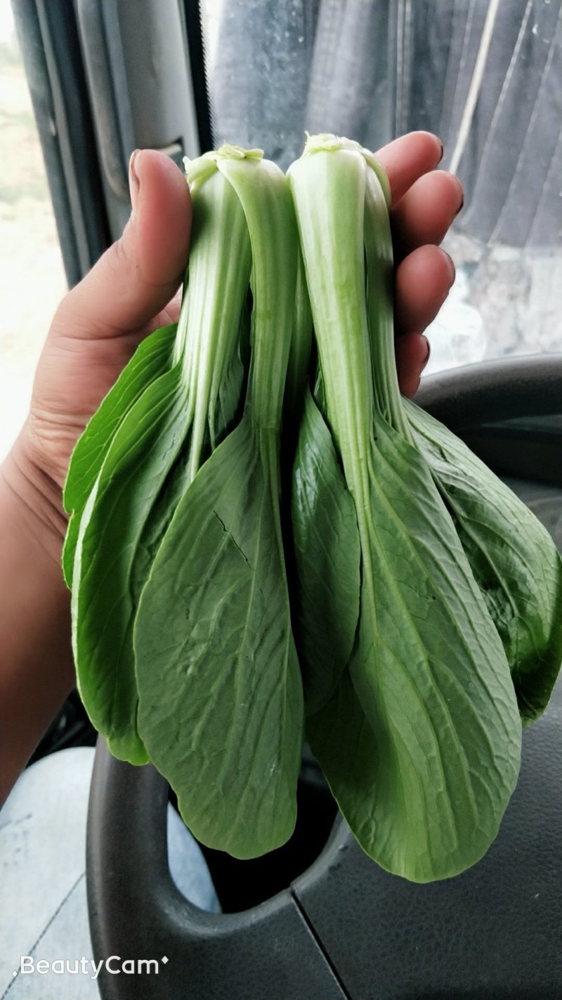 优选精品油菜大量上市