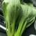优选精品油菜大量上市