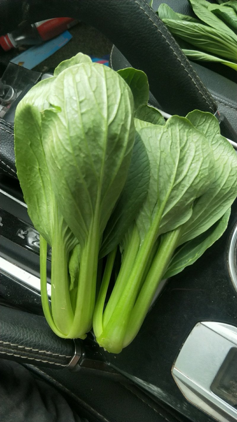 优选精品油菜大量上市