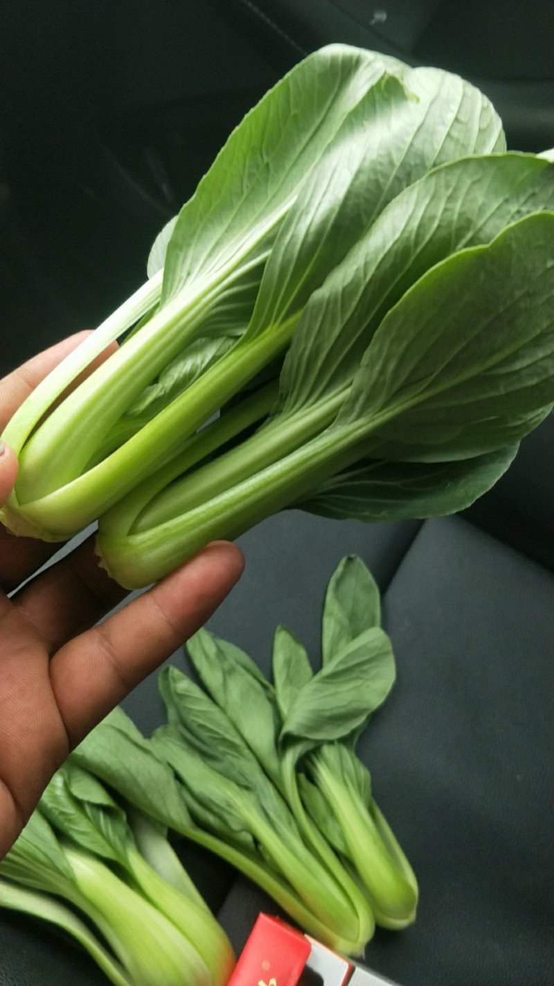 优选精品油菜大量上市
