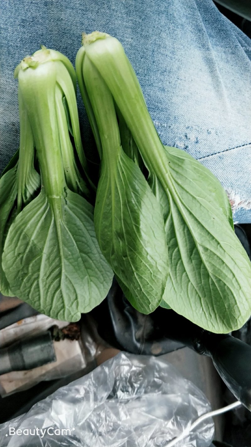 优选精品油菜大量上市