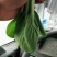 优选精品油菜大量上市
