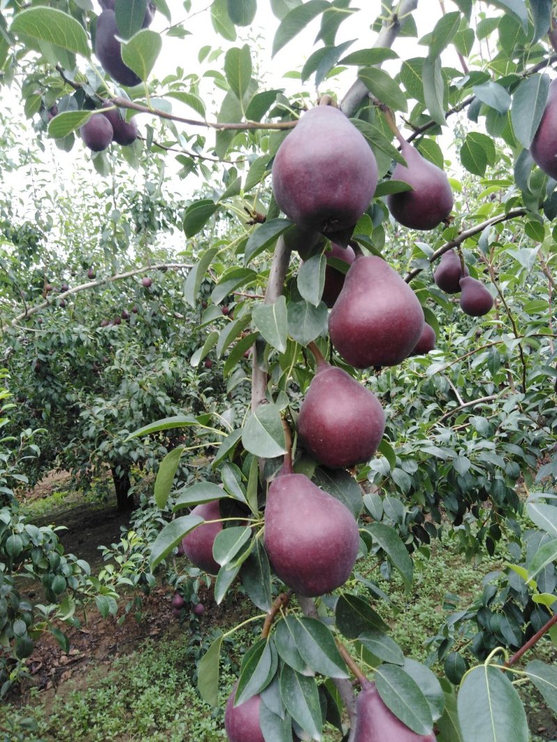 山西运城临猗、葫芦梨，红啤葫芦梨（西洋红梨）