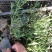 荷兰菊