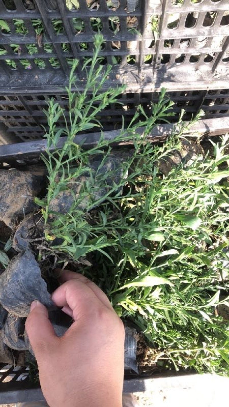 荷兰菊