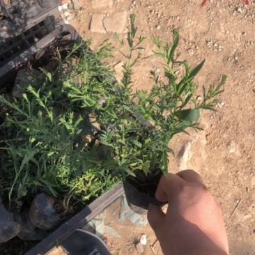 荷兰菊