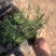 荷兰菊