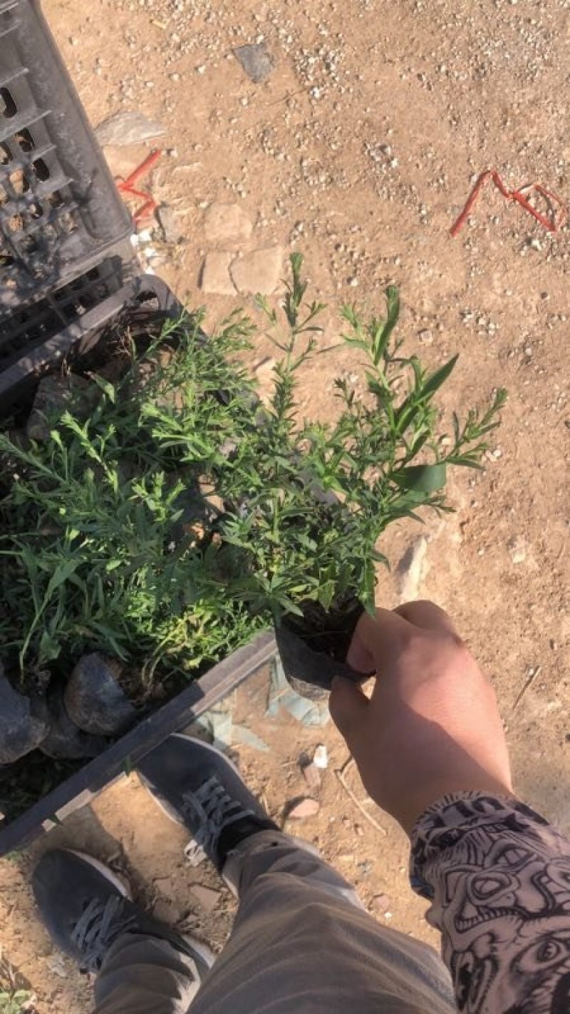 荷兰菊