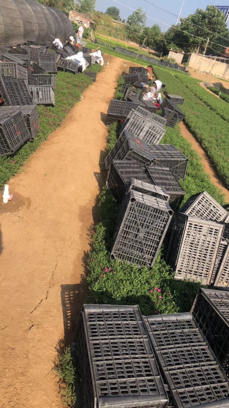 荷兰菊