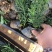 荷兰菊