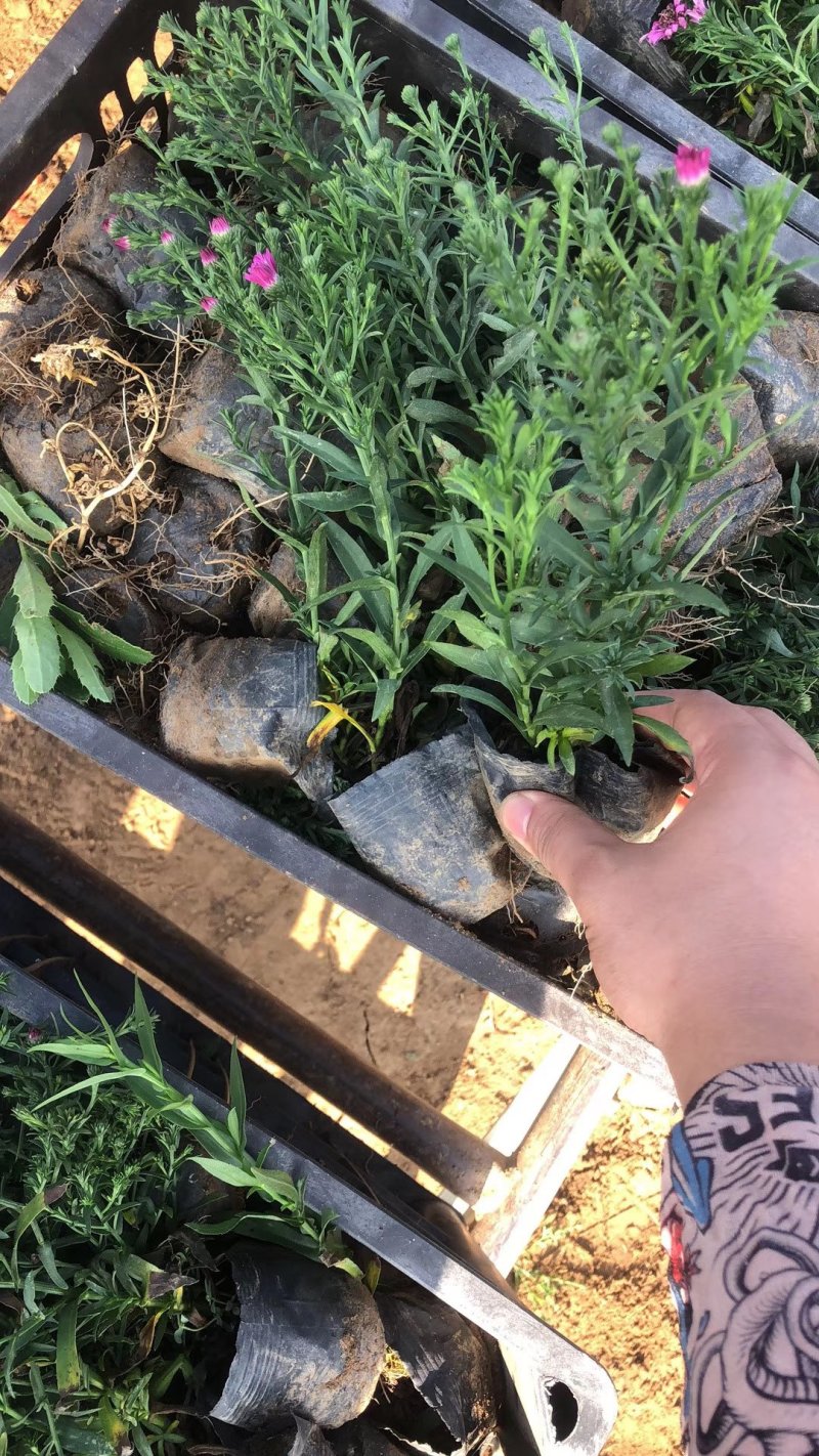 荷兰菊