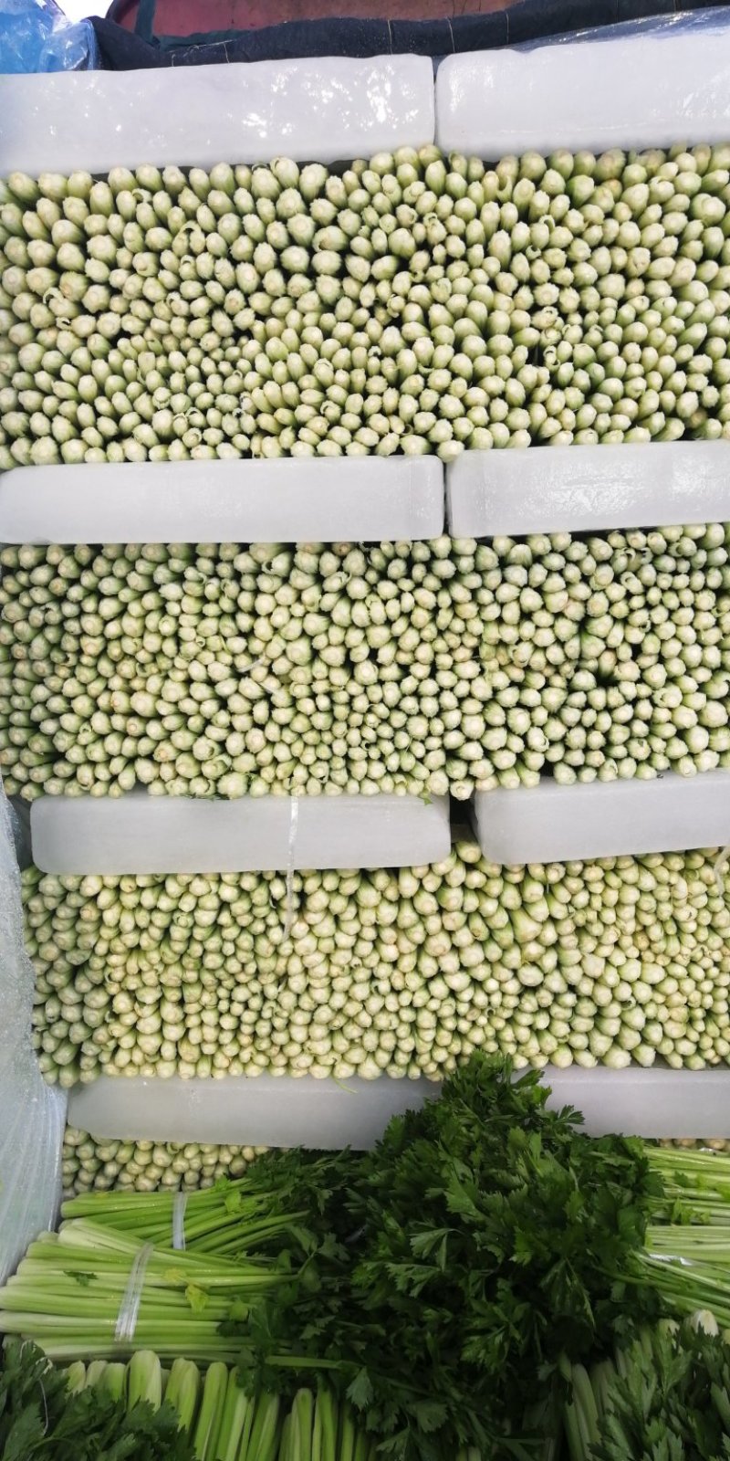 西芹