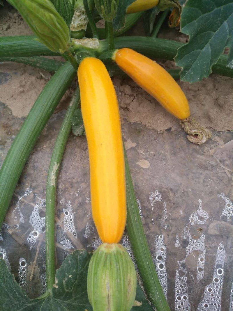 香蕉西葫芦。