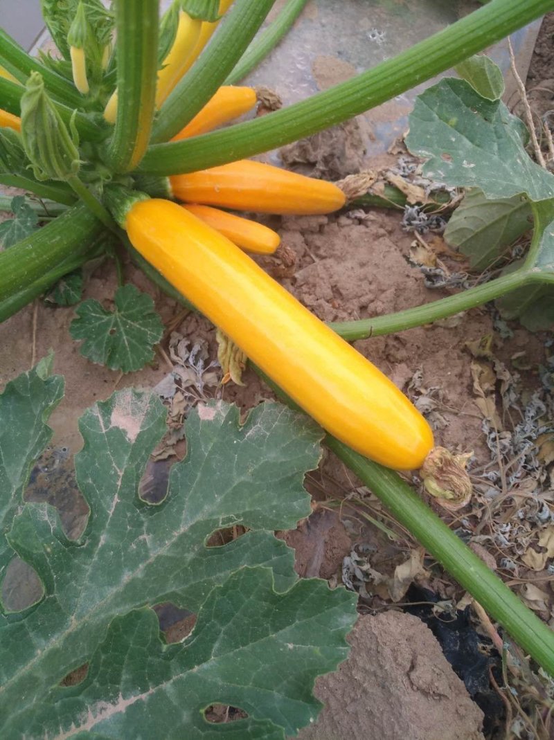 香蕉西葫芦。