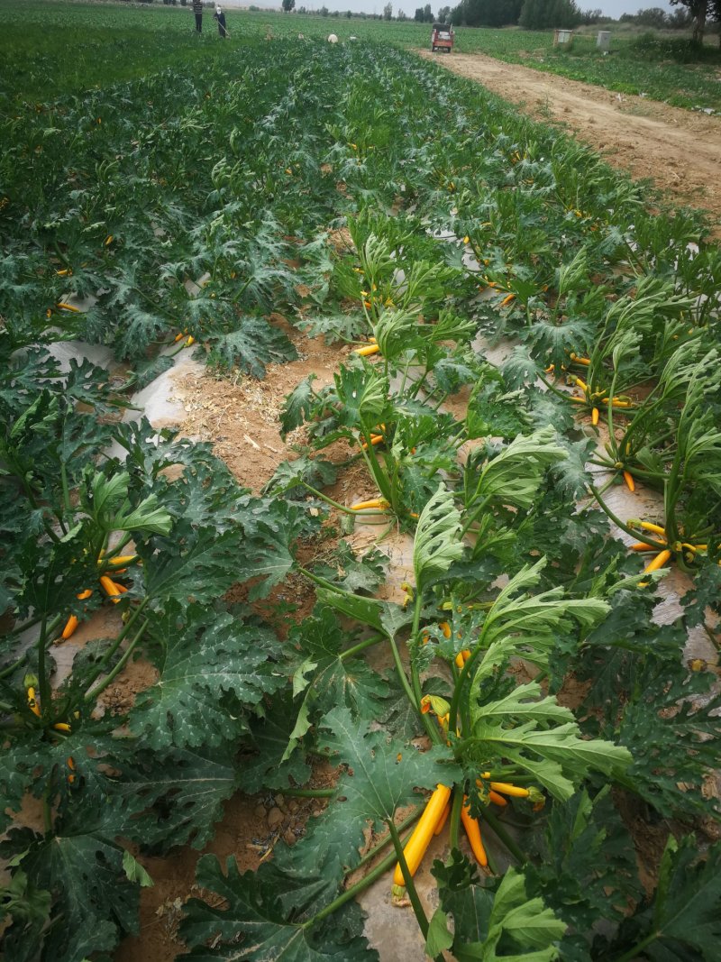 香蕉西葫芦。