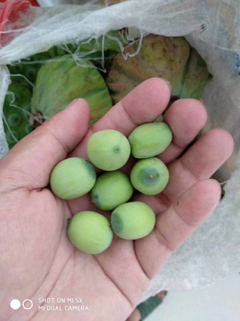 莲蓬莲子湖北黄冈蕲春大别山区新鲜