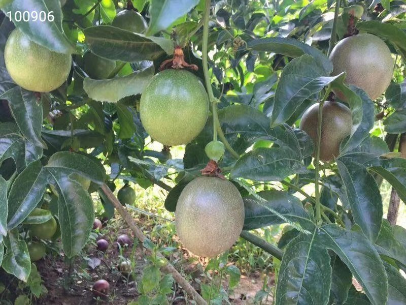 广西百香果