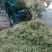 [精品]揉丝机干鲜秸秆粉碎揉丝机稻草饲料揉丝机大型