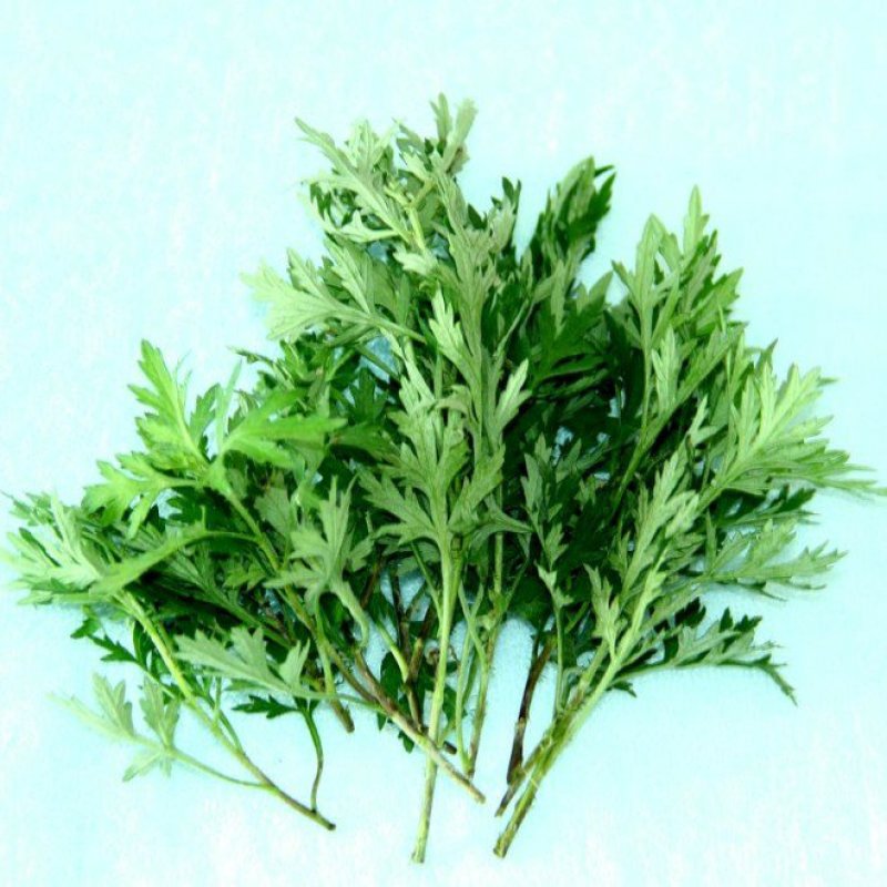 艾草种子多年生野生香草种子，批发零售，量大优惠