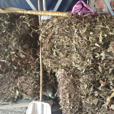 新鲜干货火炭母