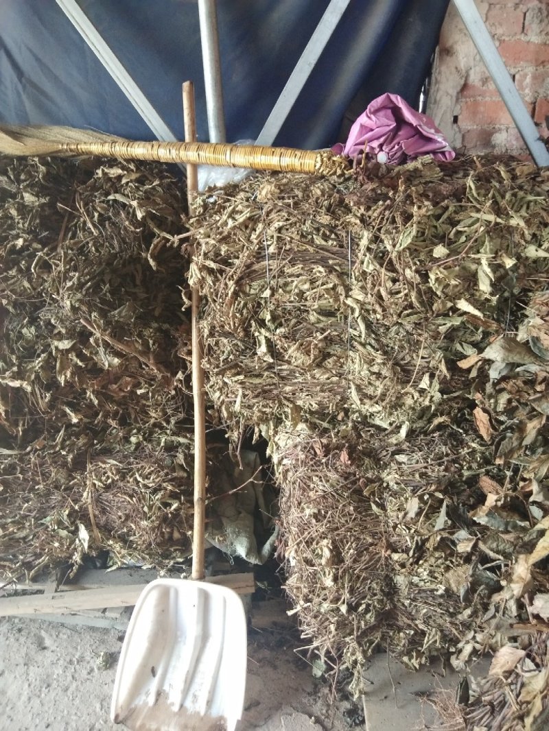 新鲜干货火炭母