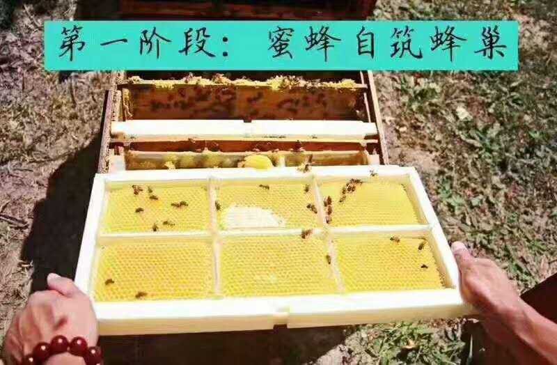 新疆伊犁蜂巢蜜【薄荷味】