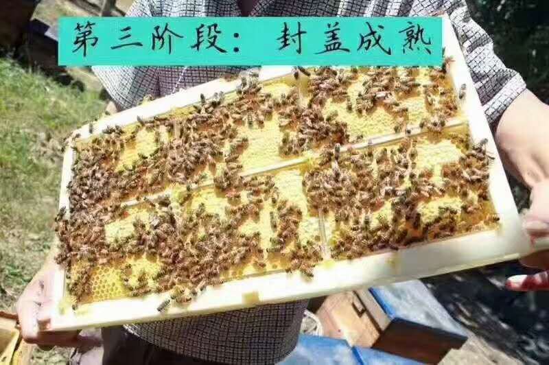 新疆伊犁蜂巢蜜【薄荷味】