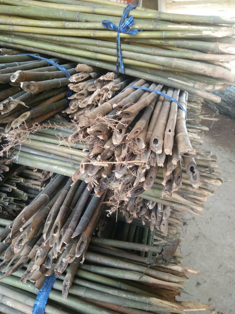 精品水竹货量充足量大从优品质精致欢迎来购
